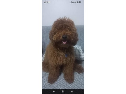 9 aylık poodle tüm aşıları kontrolleri yapıldı