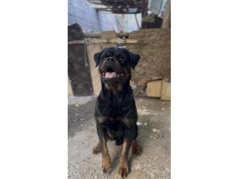 Erkek yer kmaraş kalitesi ortada rottweiler