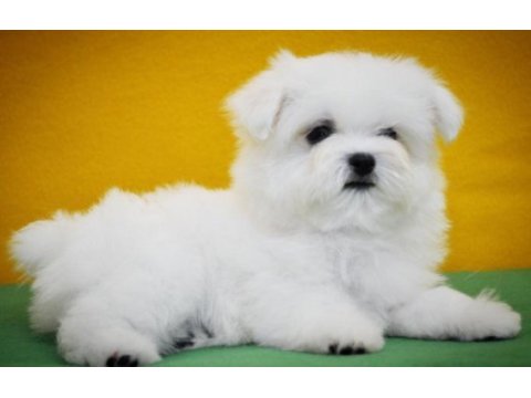 Petmode köpek çiftliğinden tea cup kore kan maltese