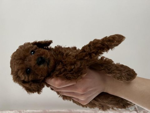 Toy poodle red brown safkan özel yavrular
