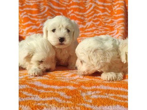 Kar beyaz maltese terrier yavrularımız