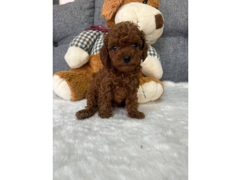 Toy poodle yavrular aşılı sağlıklı