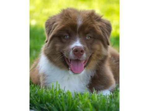Çok güzel ve kaliteli border collie yavruları