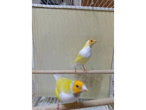 Golden finch