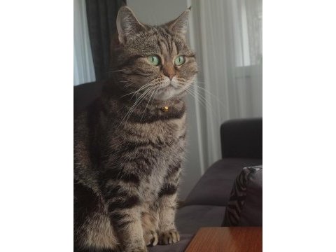 Scottish straight golden tabby