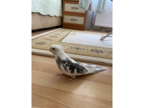 Damızlık wf erkek sultan papağanı