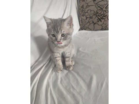 British shorthair erkek 28 nisan doğumlu