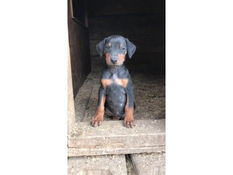 Orjinal doberman son yavrularım