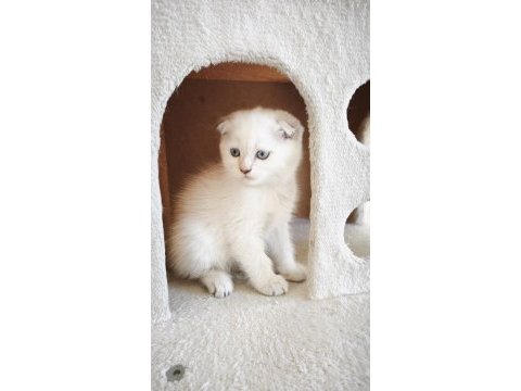 Scottish fold yavru kediler
