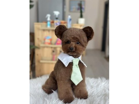 Toy poodle yavru
