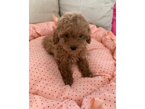 Toy poodle yavruları