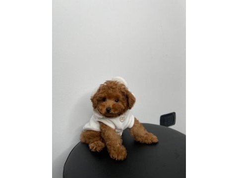 Toy poodle orijinal köpeğimiz