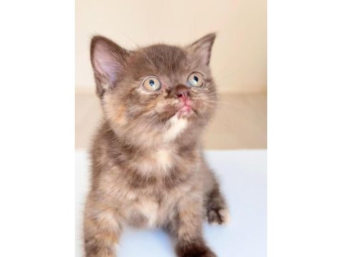 British shorthair yavrularıma yuva arıyorum