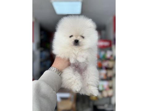 Pomeranian kar beyaz yavrumuz