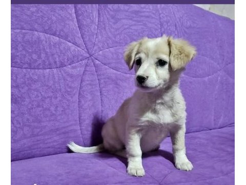 Kayseri yavru köpeğimiz