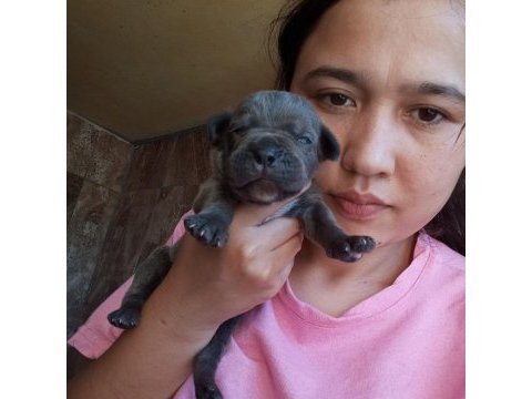Cane corso yavrularımız