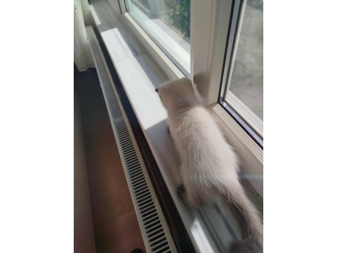 British shorthair erkek yavru