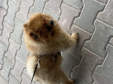 Orjinal pomeranian boo
