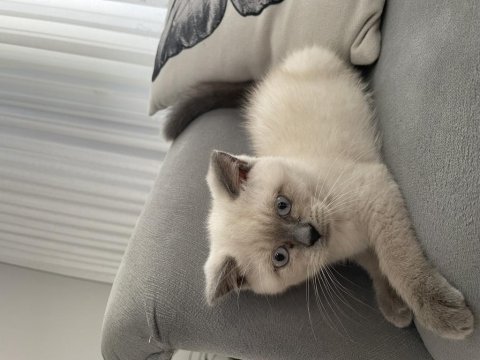 Yavru british shorthair yeni yuvasına hazır