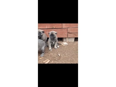 Orjinal saf kangal yavru