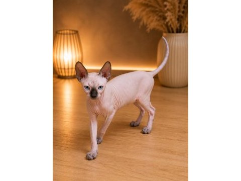 Safkan sfenks (sphynx/canadian sphynx) yavruları
