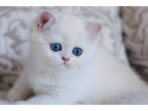 Pamuk gibi silver british shorthair