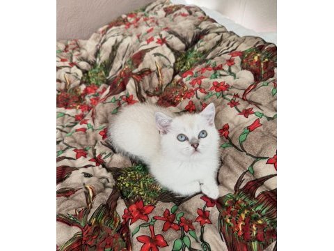 Bluepoint masmavi göz bebek british shorthair