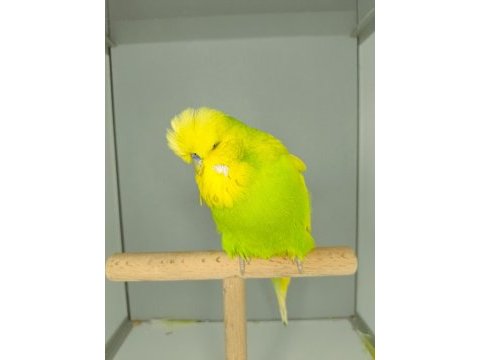 Show jumbo muhabbet