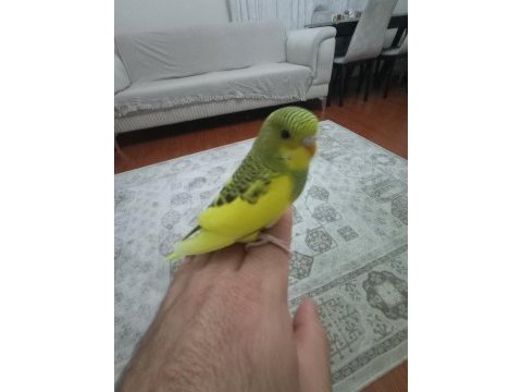 Sarı prenses muhabbet kuşu