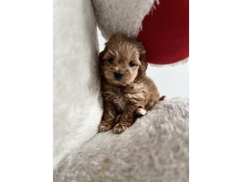 Teacup f1 maltipoo