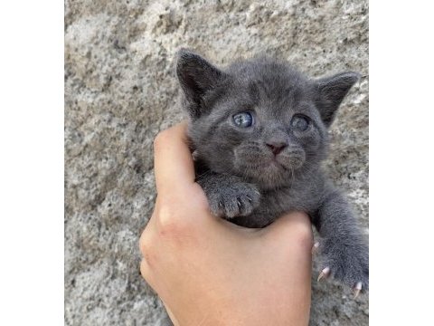 Acil sahiplendirme scottish fold yavru