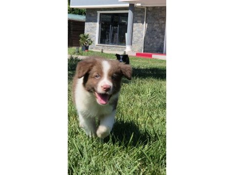 Birinci sınıf safkan border collie yavruları 
