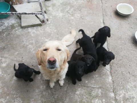 Kesinlikle ücretsiz sahiplendirilecektir golden retriever