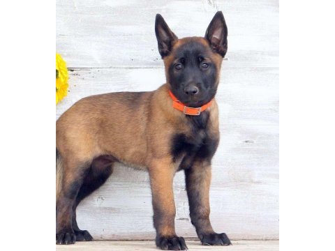 Ruhsatlı resmi işletmeden taksit avantajıyla malinois