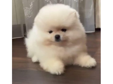 Teddy bear pomeranian boo yavrular heryere gönderilir 