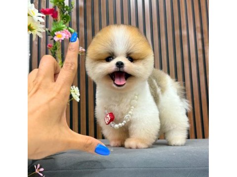 3 aylık partycolor erkek pomeranian yavrumuz
