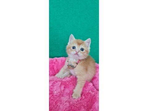 Showklas kalitede topaç kafa british shorthair golden