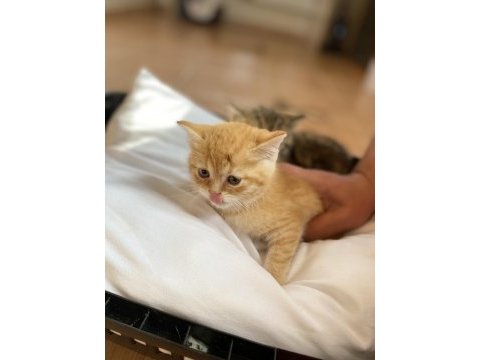 Adana içi acil sahiplendirme british shorthair melezi