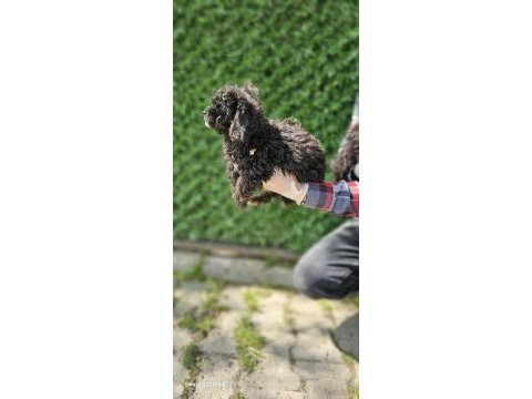 Korea kanı siyah inci toy poodle bebekler