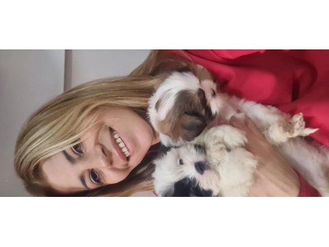 2 aylık dişi erkek morkie