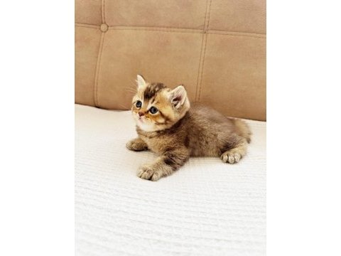 British shorthair golden