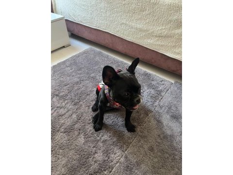 French bulldog 2 yaşında