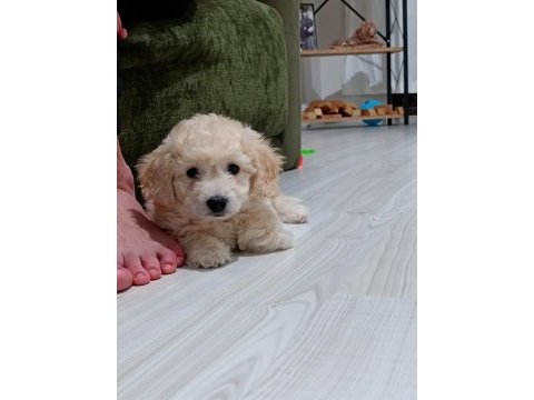Maltipoo yavru