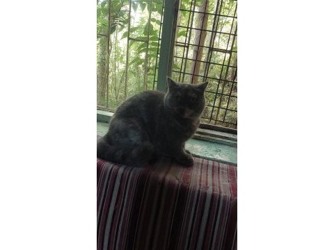 British shorthair dişi kısır kedimiz 1 yaşında