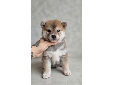 Özel ırk shiba inu bebekler