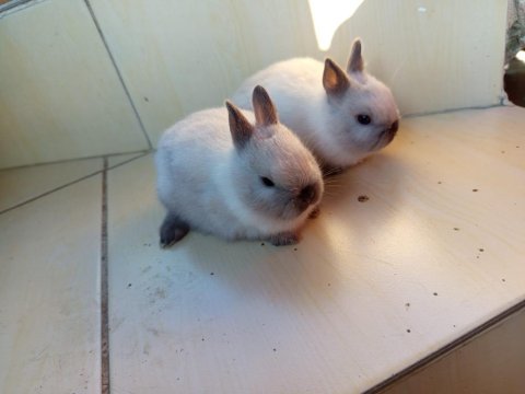 Cüce tavşan yavruları