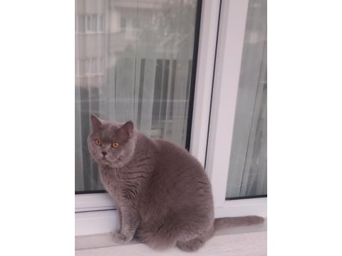 British shorthair dumanımızı sahiplendiriyoruz
