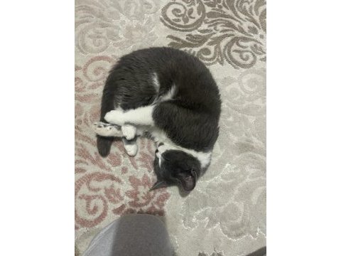 British shorthair kedimi çiftleştirmek istiyorum