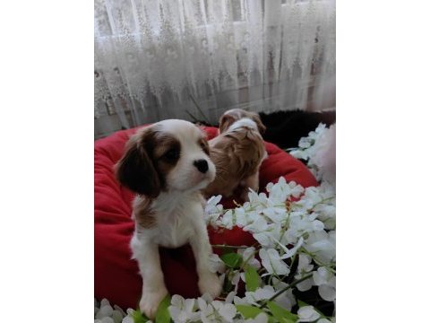 Cavalier king charles erkek yavrular safkan orjinal