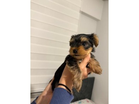 3 aylık yorkshire terrier yavruları